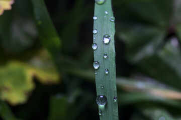 gotas de lluvia sobre el pasto y las flores