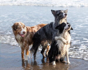 border collie dogs performing tricks on the beach