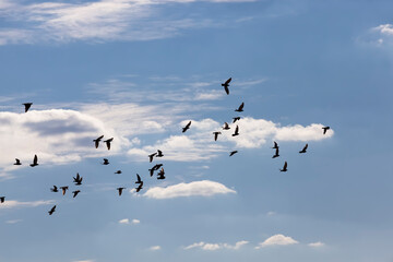 Fototapeta premium a flock of pigeons flying in the blue sky