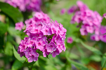 Close-up of lilac phlox paniculate