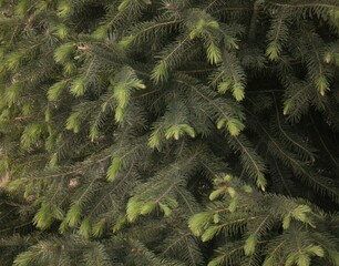 Fluffy spruce branches in the summer morning