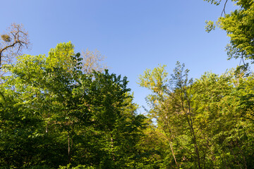 foliage of the trees is illuminated by bright sunlight