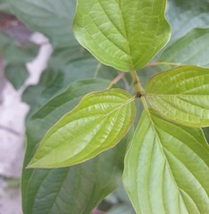 Simple green leaves with beautiful texture