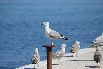 Gabbiani al mare