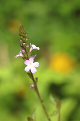 Verbena officinalis. Close-up of a medicinal herb flower.