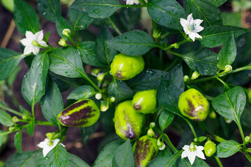 Green peppers on a branch. Spicy pepper plant with unripe vegetables and white flowers. Natural background from the garden.