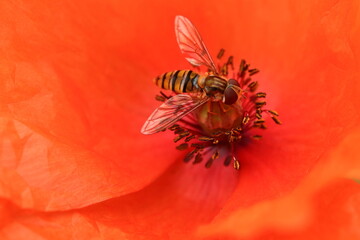 Episyrphus balteatus. Hmyz na květu máku.