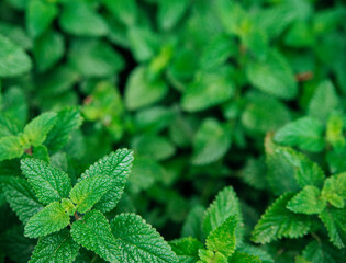 Green leaves of melissa. Lemon balm in the garden. Rural nature. Organic agriculture. A herbaceous plant in the wild.