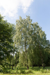Fototapeta premium birch trees growing nearby in the summer