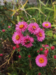 Fototapeta premium bee on a pink flower in the garden