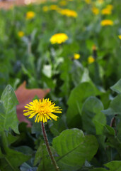 yellow flower in the garden