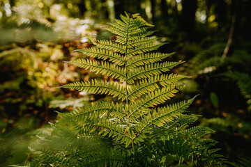 Beautiful fern leaves green foliage, natural floral fern background in sunlight on sunset. Natural green fern leaves texture in the forest close -up on a blurred background.