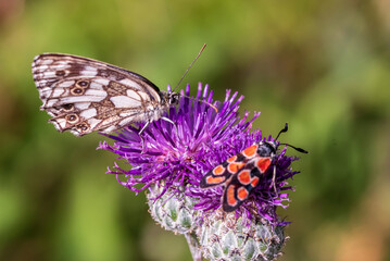 Two different butterflies on a thistle flower