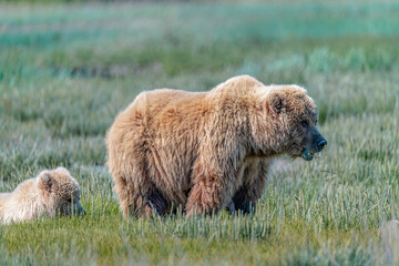 Alaska brown bear, grizzly bear or coastal brown bear in Lake Clark National Park and Preserve, Alaska in the wilderness