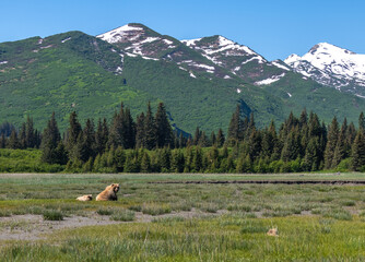 Alaska brown bear, grizzly bear or coastal brown bear in Lake Clark National Park and Preserve, Alaska in the wilderness - 452026243