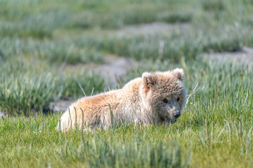 Alaska brown bear, grizzly bear or coastal brown bear in Lake Clark National Park and Preserve, Alaska in the wilderness - 452026285