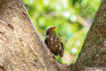 small brown bird with white spots