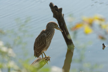 black-crowned night heron, juvenile (?)