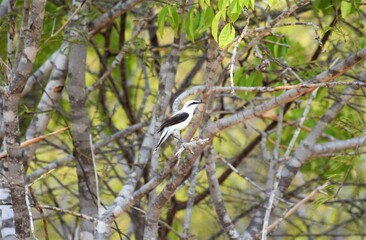 lavadeira-mascarada (Fluvicola nengeta)