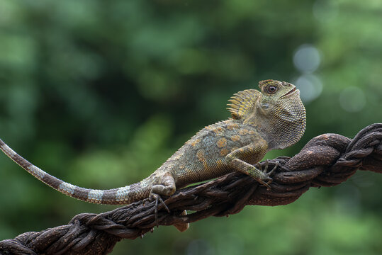 Forest dragon ( Gonocephalus chamaeleontinus ) in their habitat