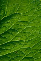 Green leaf close up background.