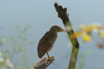 black-crowned night heron, juvenile (?)