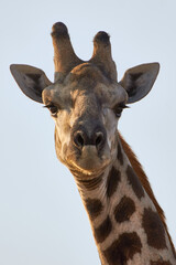 Close-up giraffe (Giraffa camelopardalis) with neck and head isolated on blue.