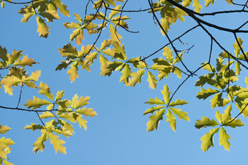 new oak leaves in late summer backlit by the sun