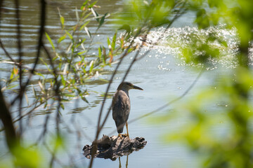 black-crowned night heron, juvenile (?)