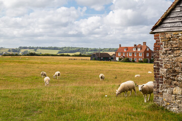 Grazing sheep in the landscape near the village Winchelsea, England.