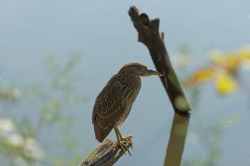 black-crowned night heron, juvenile (?)