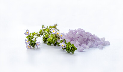Liilac flowers of eyebright (Euphrasia) and aromatic bath salt. Natural ingridients use for alternative medicine, healthy cosmetics concept.