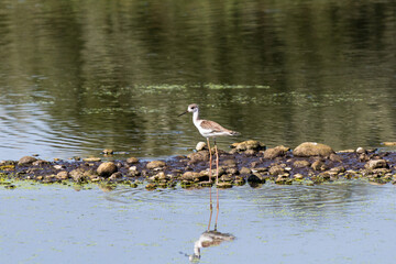 Il cavaliere d’Italia 
