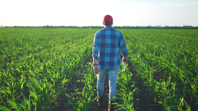 agriculture. man farmer in rubber boots walk in a corn field with a digital tablet sunlight. agriculture business. farmer goes home to check the harvest. sun farmer walk in corn with digital tablet
