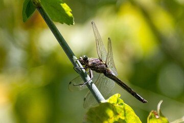 libellula verde