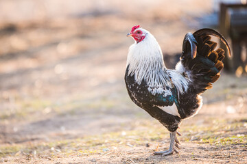 Motley rooster walks around the yard in village