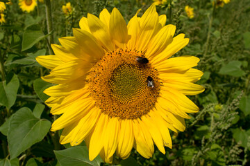 Kwiat słonecznika. Owady. © ChemiQ