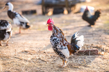 Beautiful rooster sings at dawn standing on the yard