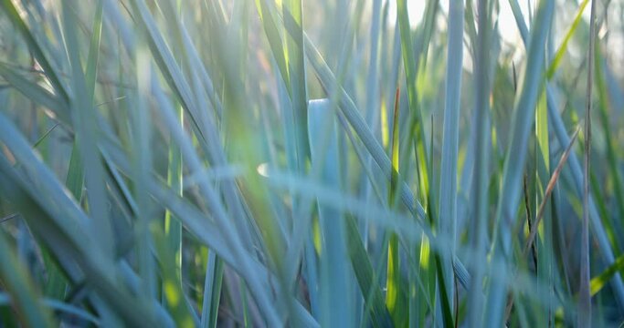 Close-up of grass or sedge at sunset and the sun's rays in slow motion on a light wind. A splash screen or a background image of bluish stems. Concept: nature, flowers, spring, biology, fauna
