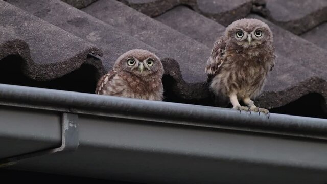 2 funny owls sitting on the roof in a gutter and dancing around goofy