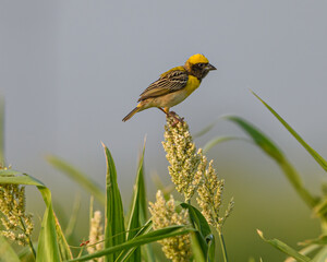 BAYA WEAVER
