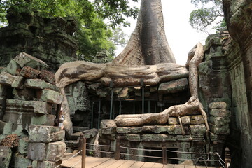 View of huge roots of tree covering old temple Angkor Wat in Cambodia.