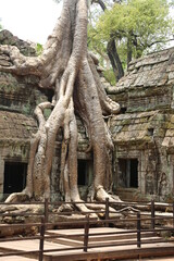 Fototapeta na wymiar View of huge roots of tree covering old temple Angkor Wat in Cambodia.
