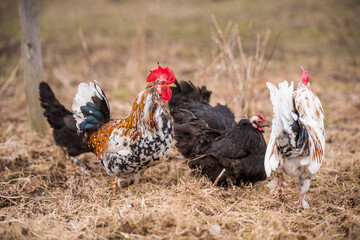 Roosters and hens walking around the poultry yard