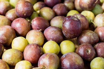 a lot of freshly picked ripe green and purple plums lie on the surface