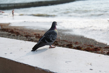 A dove walks along the embankment of the sea, a bird.