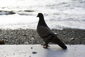 A dove walks along the embankment of the sea, a bird.
