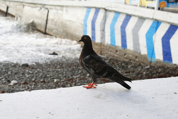 A dove walks along the embankment of the sea, a bird.