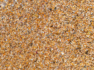 Beach horizontal background: shell rock in the water on the beach close up