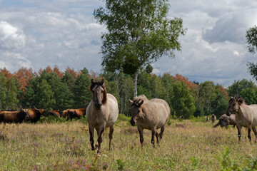 Konik-Pferde in der Oranienbaumer Heide © Christian Noah